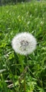 White dandelion, clear bright day Royalty Free Stock Photo